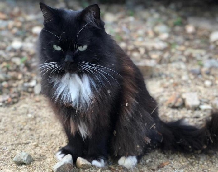 This Cat Gave Birth To Kittens But Became A Mother To Hedgehogs Too
