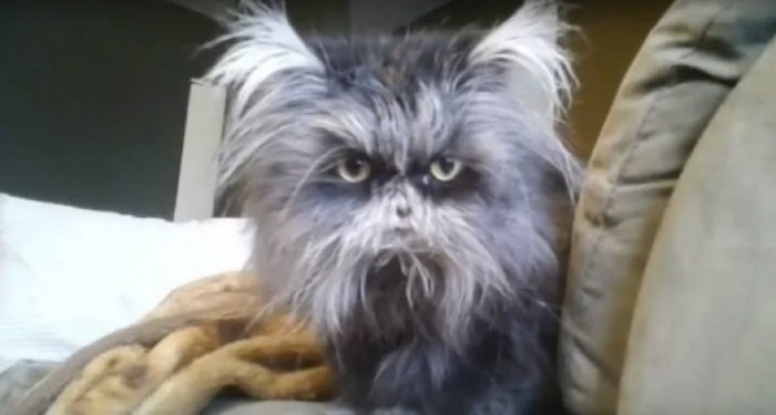 Family Buys Dog, but When the Vet Sees Him, They Call the Police