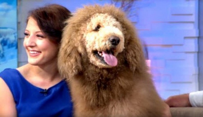 Family Buys Dog, but When the Vet Sees Him, They Call the Police