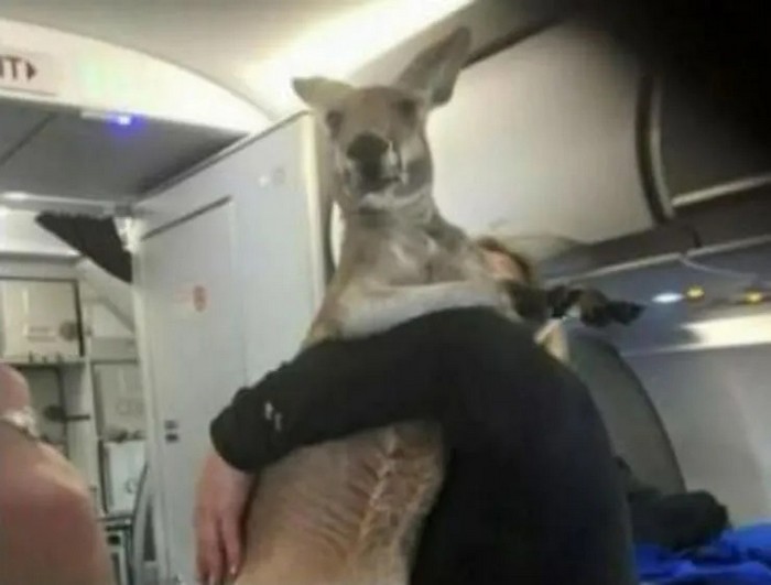 爆笑必至！？飛行機内で撮られた面白い画像23枚
