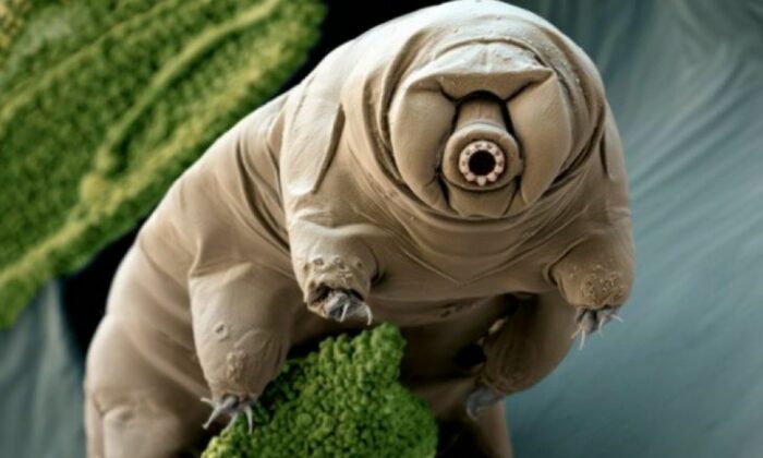 Tardigrade, Germany