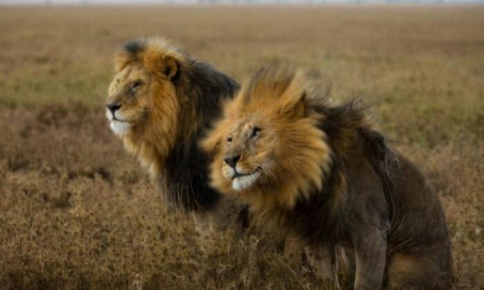 Lei, Serengeti