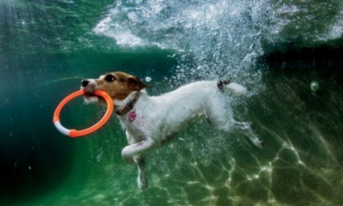 Parson russell terrier, SUA