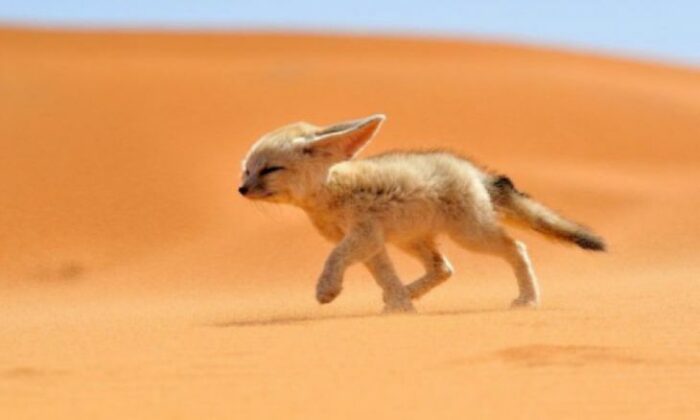 Fennec fox, Morocco