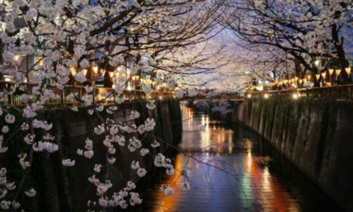 Muguri de cireș, Nakameguro