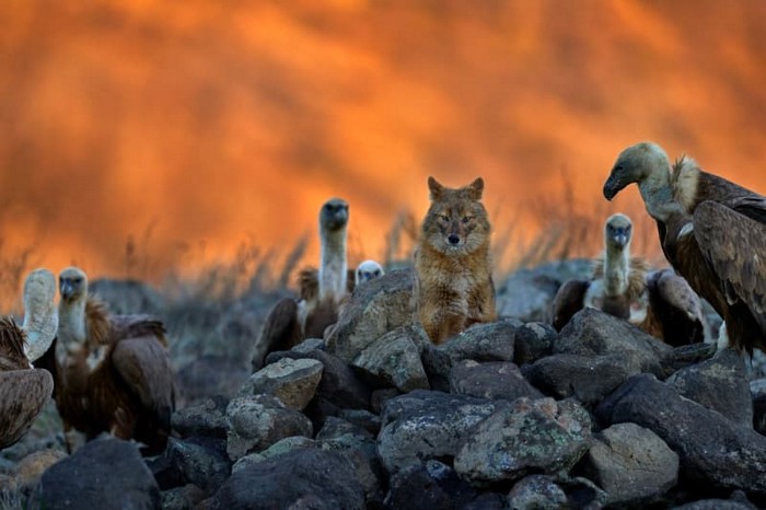 出所：: Shutterstock.com/ Ondrej Prosiky