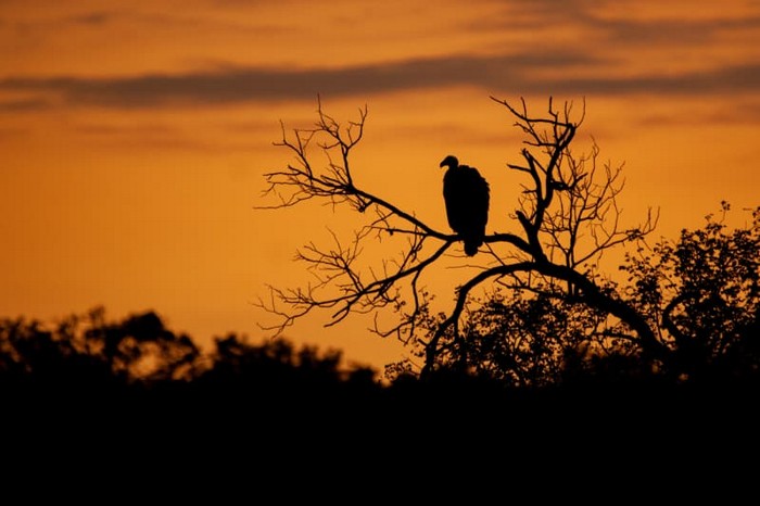 Source: Shutterstock.com/ Rudi Hulsof