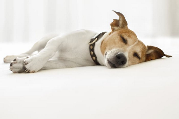 Source: Shutterstock.com/ Javier Brosch