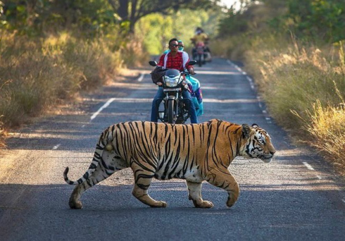 Lost Tiger’s Jaw-Dropping Journey Will Leave You Breathless!