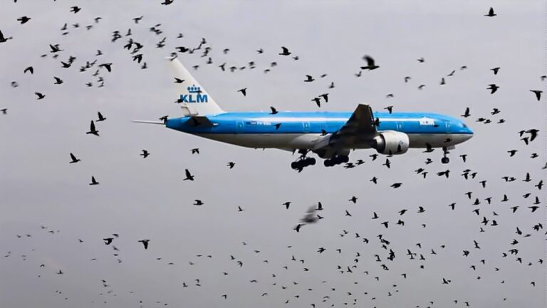 鳥たちが飛行機から去らない理由とは？ パイロットが泣いている真相に迫る